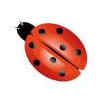 Vignette Coccinelle