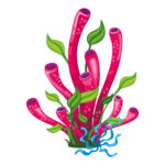 Vignette Plante Marine