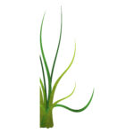 Vignette Plante Marine 2