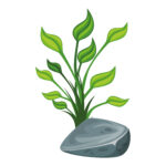 Vignette Plante Marine 3