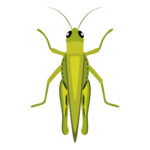 Vignette Sauterelle