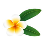 vignette fleurs copie 2